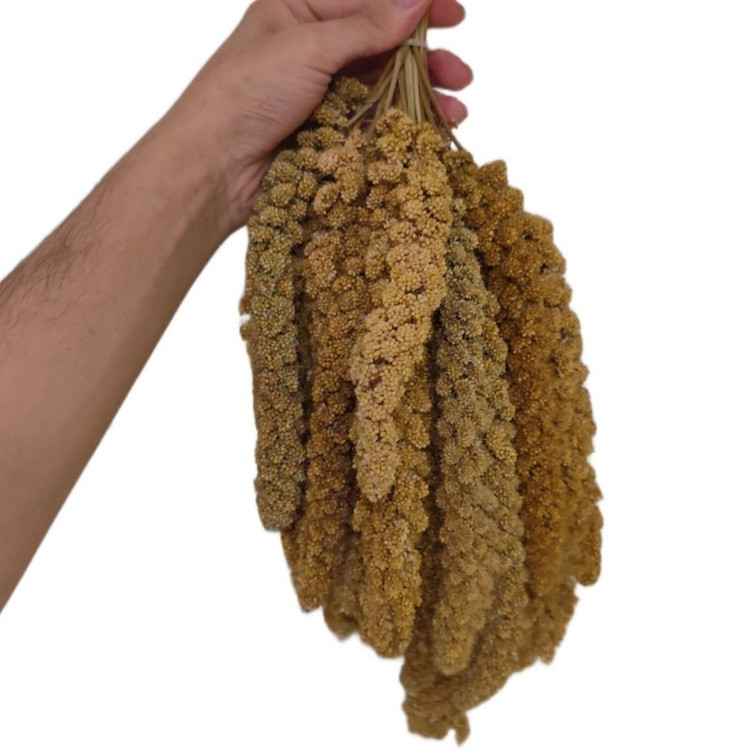 غذای پرنده مدل ارزن خوشه ای درشت کد 0100 بسته 100 عددی وزن 1200 گرم